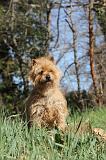 CAIRN TERRIER 064
